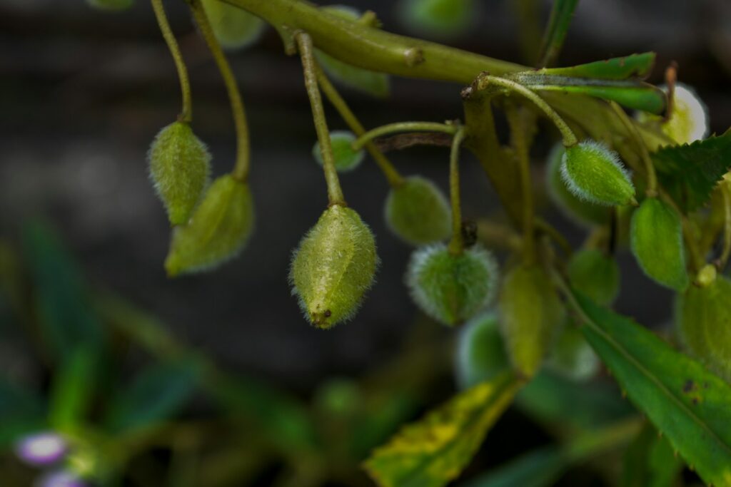 Impatiens walleriana
