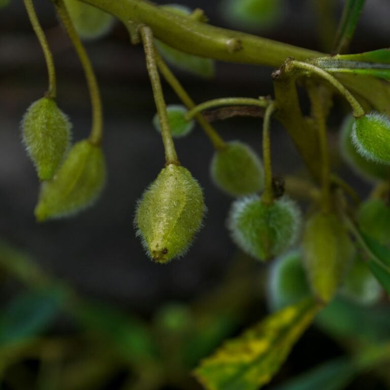 Impatiens walleriana