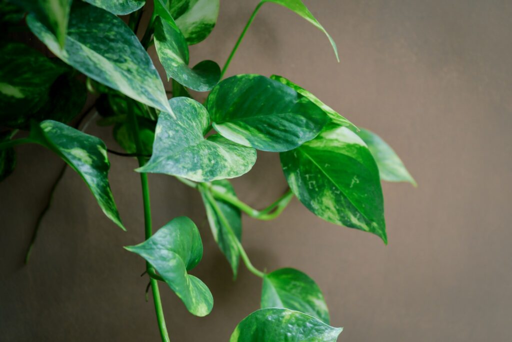 Epipremnum aureum)