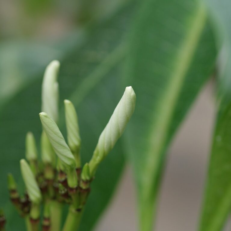 Physocarpus opulifolius