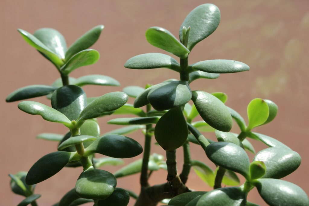 Crassula ovata