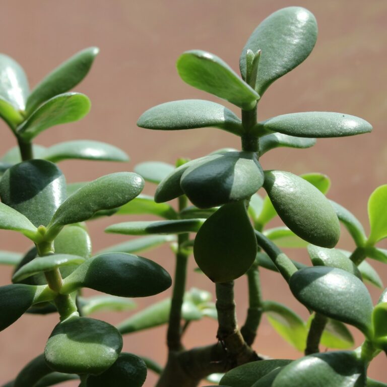Crassula ovata