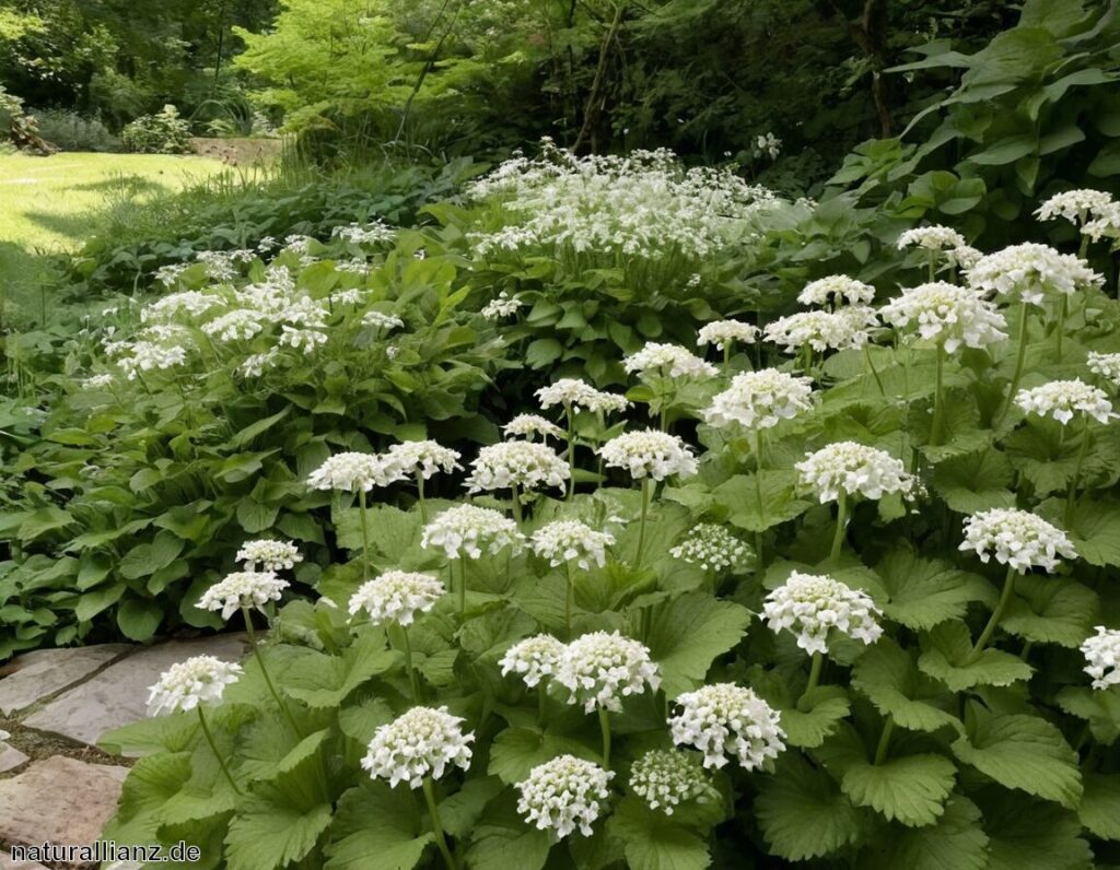 Die besten Schattenpflanzen für dunkle Gartenecken Natur Allianz Die besten Schattenpflanzen für dunkle Gartenecken Natur Allianz