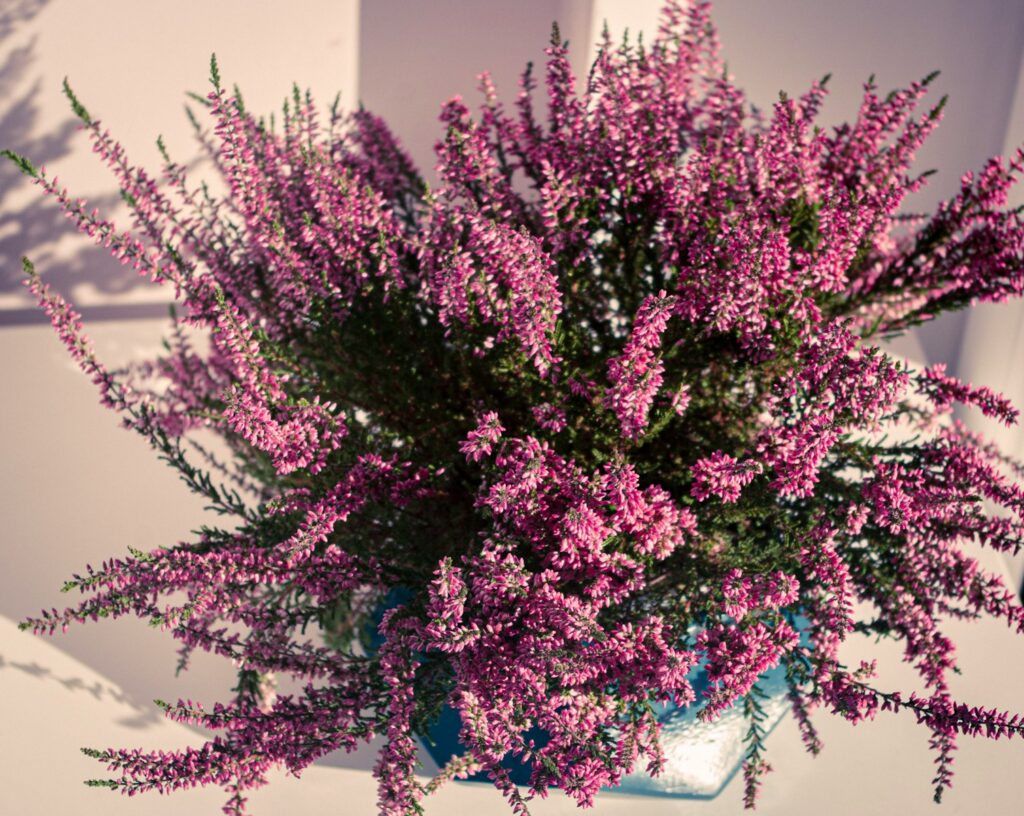 Calluna vulgaris