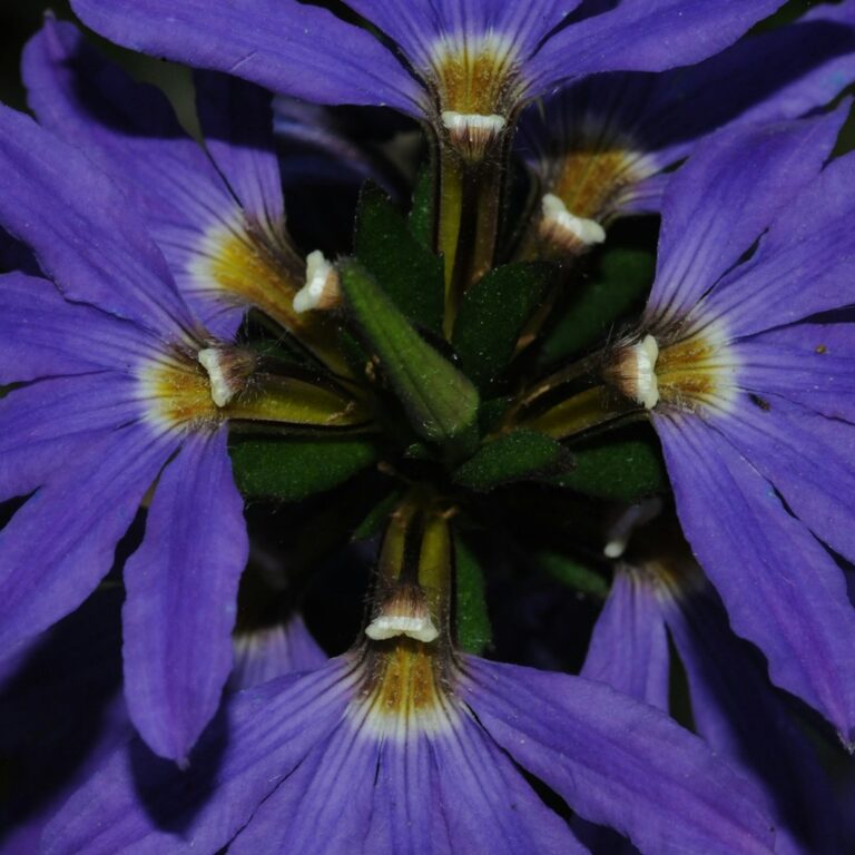 Scaevola aemula