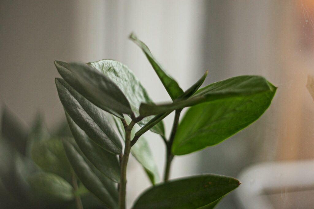 Zamioculcas zamiifolia