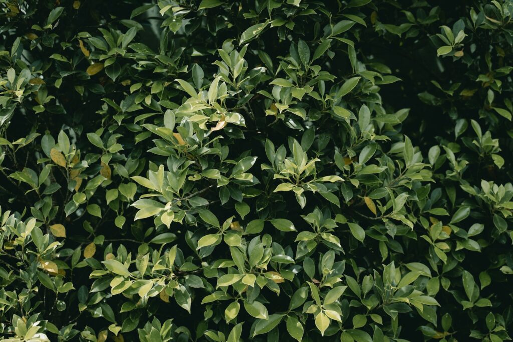 Perovskia atriplicifolia