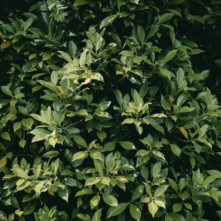 Perovskia atriplicifolia
