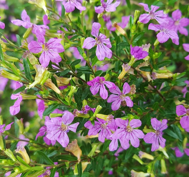 Cuphea hyssopifolia