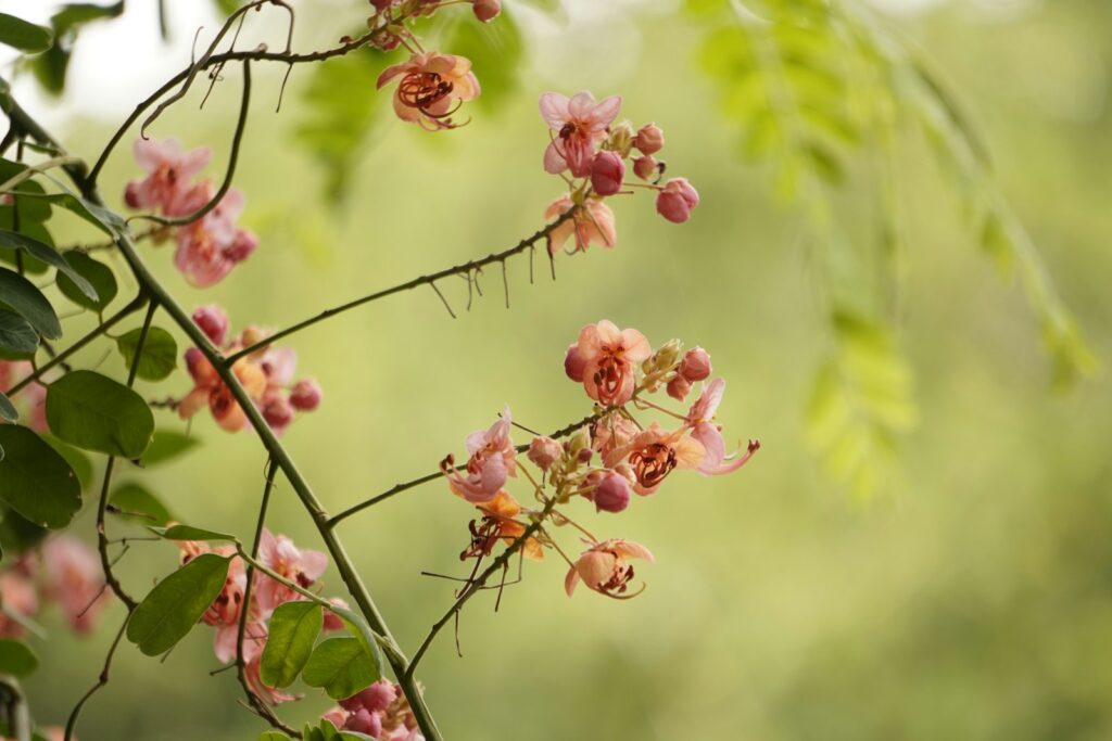 Cassia Natur Allianz Cassia