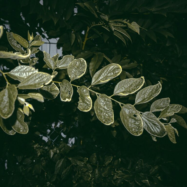 Gynostemma pentaphyllum