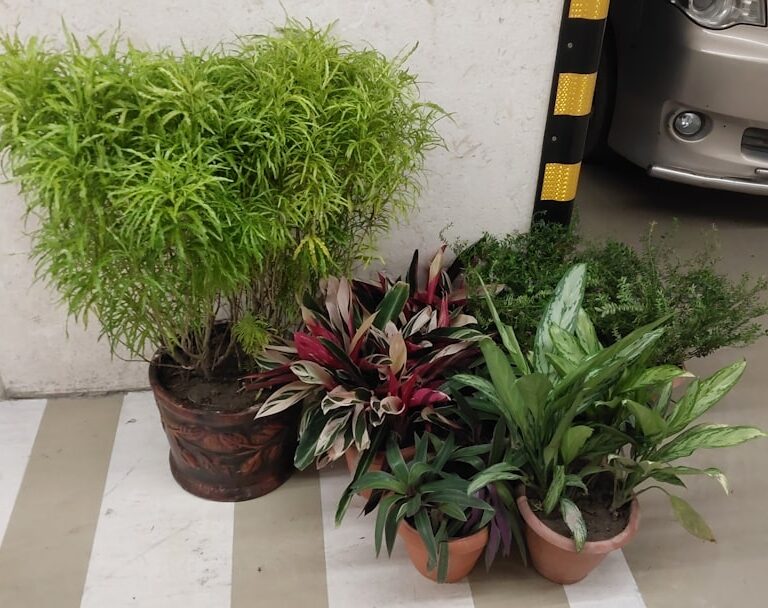 Pflanzen mit D Natur Allianz