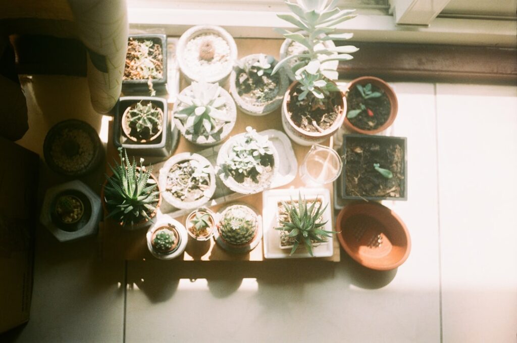 Pflanzen mit I Natur Allianz