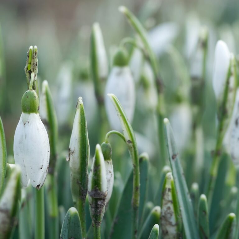 Gartenarbeiten im Februar