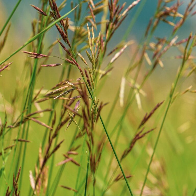Hirse im Rasen