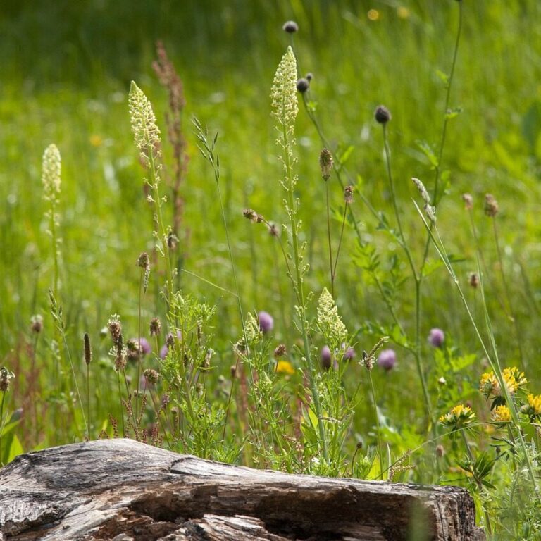Naturgarten anlegen – Leben für Tiere und Pflanzen Natur Allianz Naturgarten