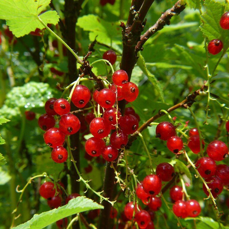 rote Johannisbeere