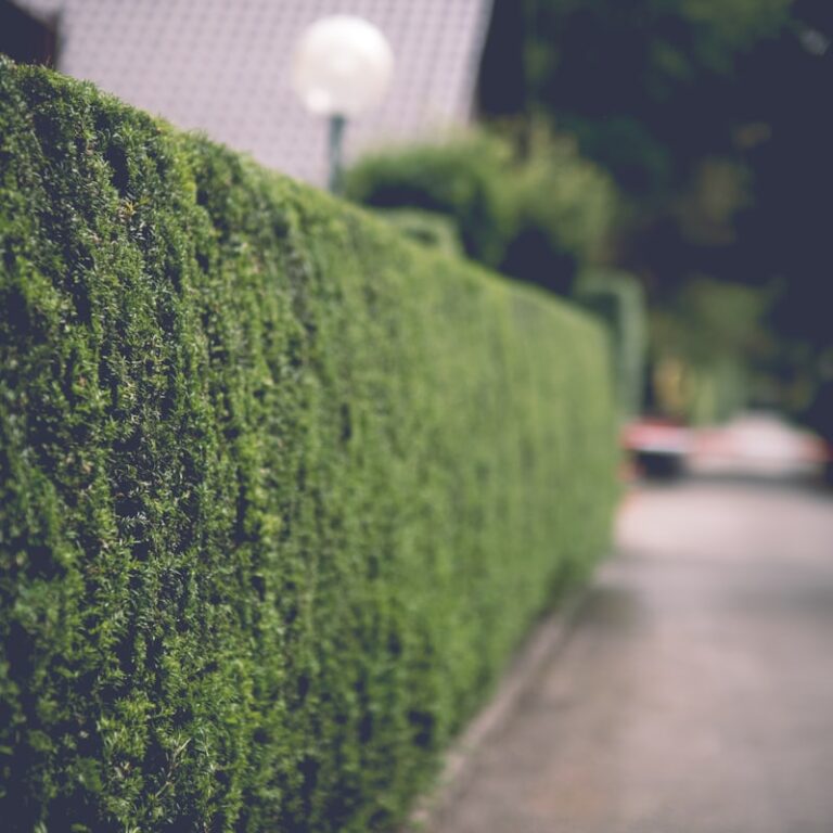 Hecken schneiden von März bis September: Was wirklich erlaubt ist Natur Allianz Hecken schneiden von März bis September: Was wirklich erlaubt ist Natur Allianz