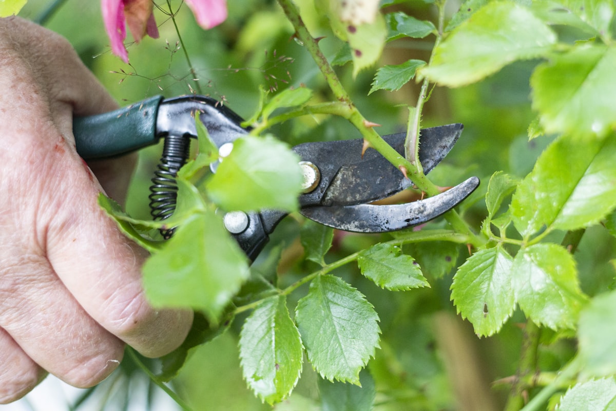 Rückschnitt eines Zweigs mit der Gartenschere