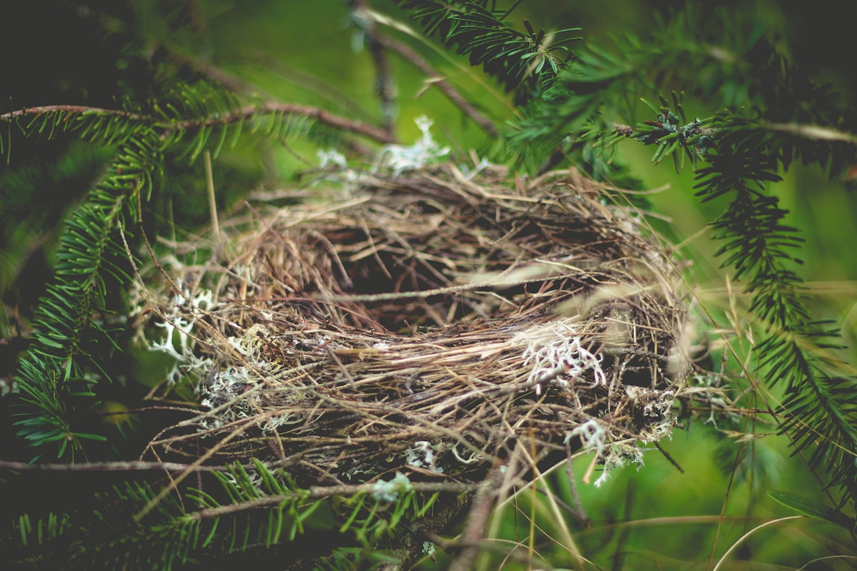 Vogelnest in einem Nadelgehölz
