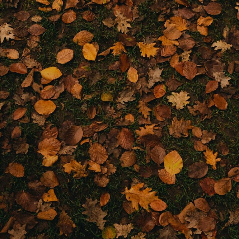 Rasen im Herbst vorbereiten: Schnitt, Laub und Dünger zur richtigen Zeit Natur Allianz