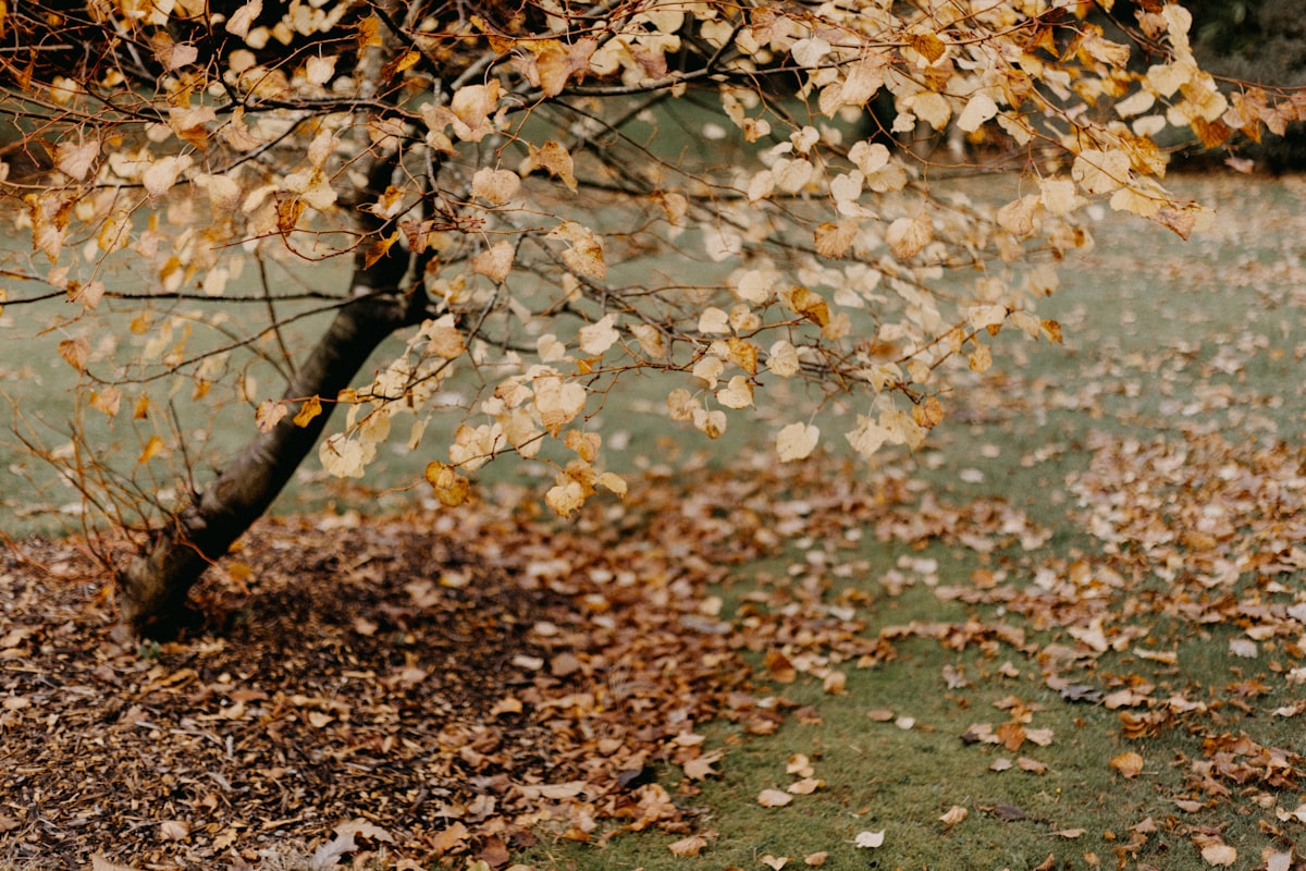 Herbstlaub auf einer Rasenfläche unter einem Baum