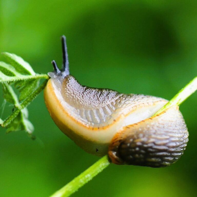 Schnecken im Garten bekämpfen: Was wirkt und was nicht Natur Allianz Schnecken im Garten bekämpfen: Was wirkt und was nicht Natur Allianz