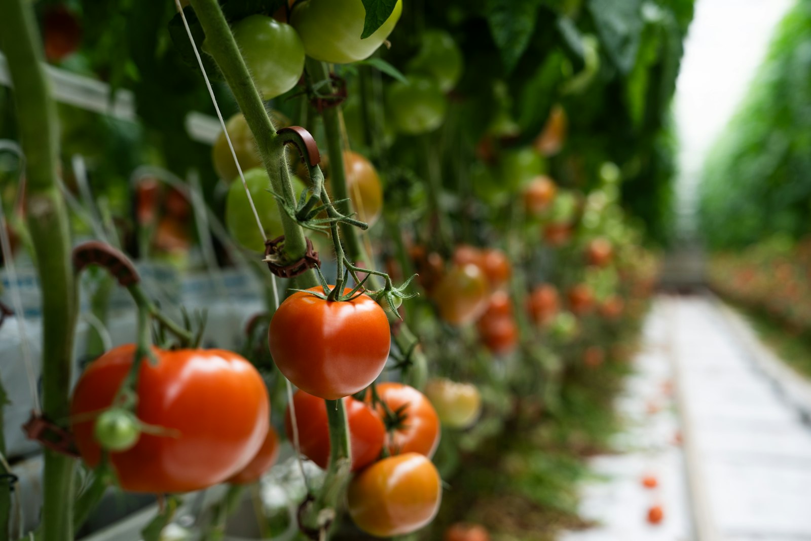 Reihe reifender Tomaten an der Rispe im Gewächshaus