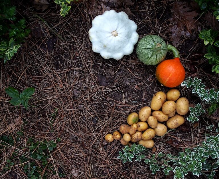 Kürbisse, Zucchini und Kartoffeln auf herbstlichem Untergrund