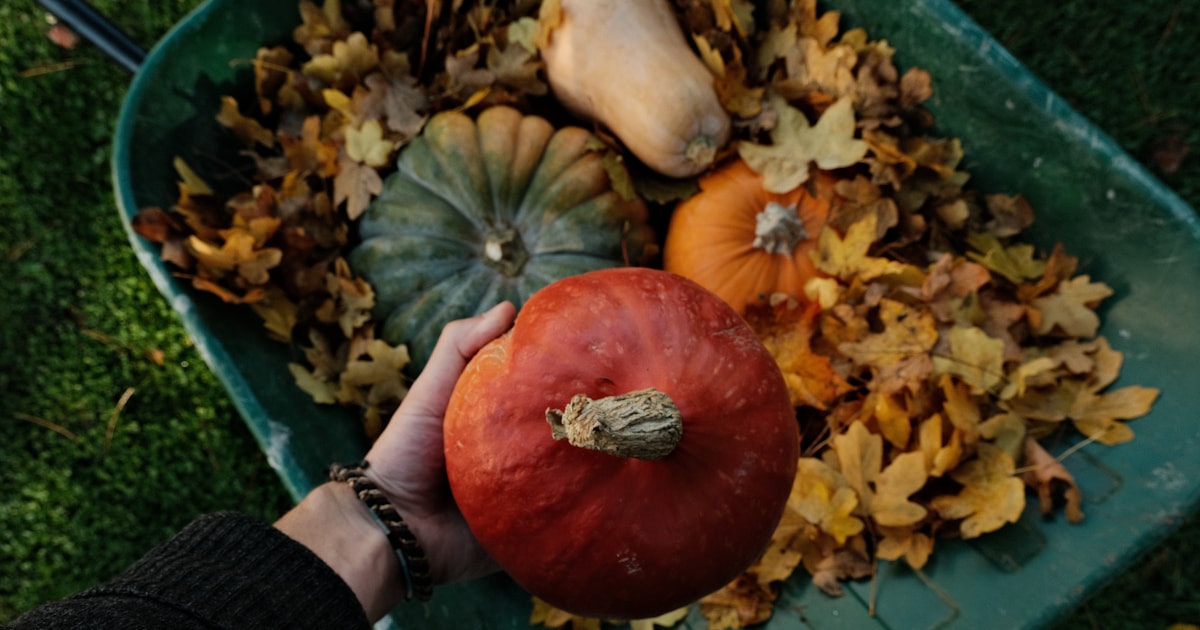 Gartenarbeit und Rückschnitt im September: 9 Aufgaben Natur Allianz Verschiedene Kürbisse in einer Schubkarre mit Herbstlaub, eine Hand hält einen roten Hokkaido