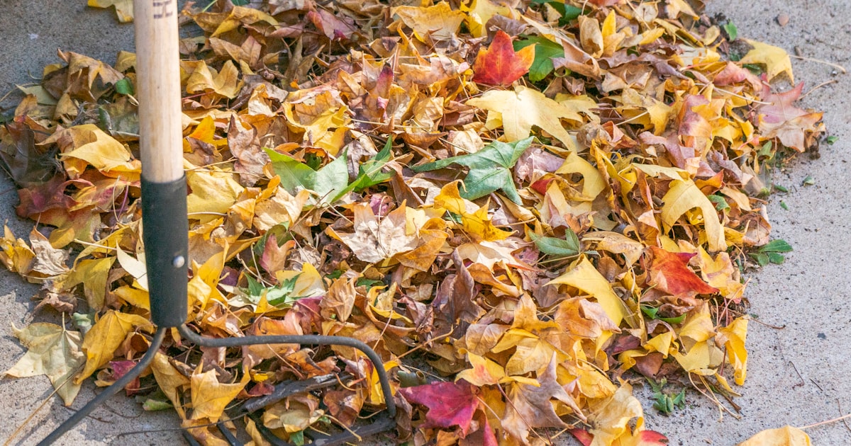 Gartenarbeit und Rückschnitt im September: 9 Aufgaben Natur Allianz Zusammengeharktes Herbstlaub mit Laubgabel auf einer Wegfläche