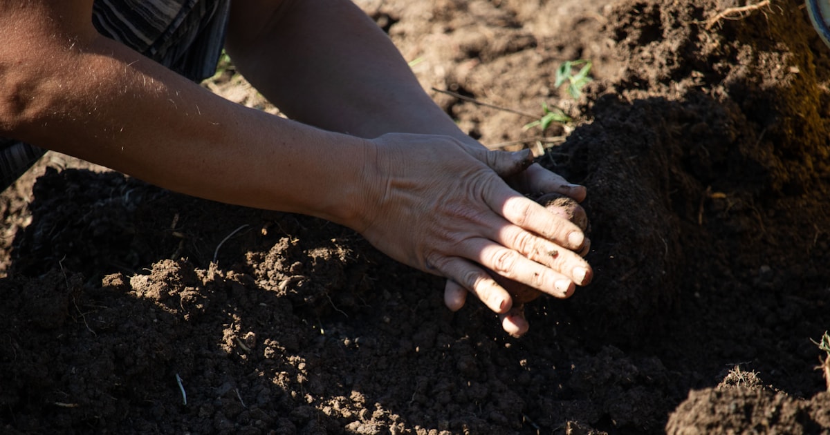 Gartenarbeit und Rückschnitt im September: 9 Aufgaben Natur Allianz Hände drücken dunkle Gartenerde um eine frische Pflanzung an