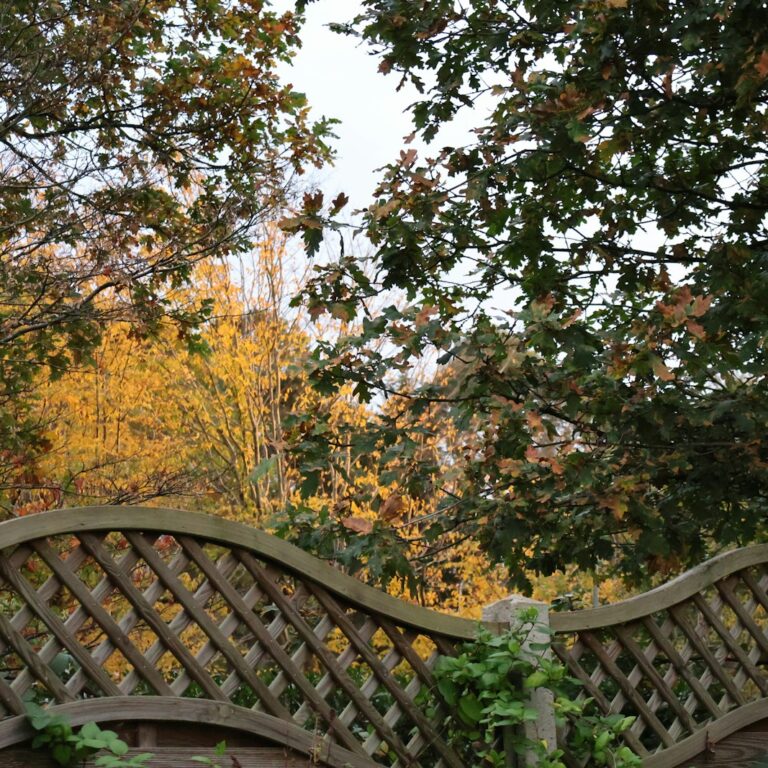 Grenzabstand für Bäume: Die Regeln aller 16 Bundesländer Natur Allianz Herbstlich gefärbte Baumkronen ragen über einen Holzgitterzaun in den Nachbargarten