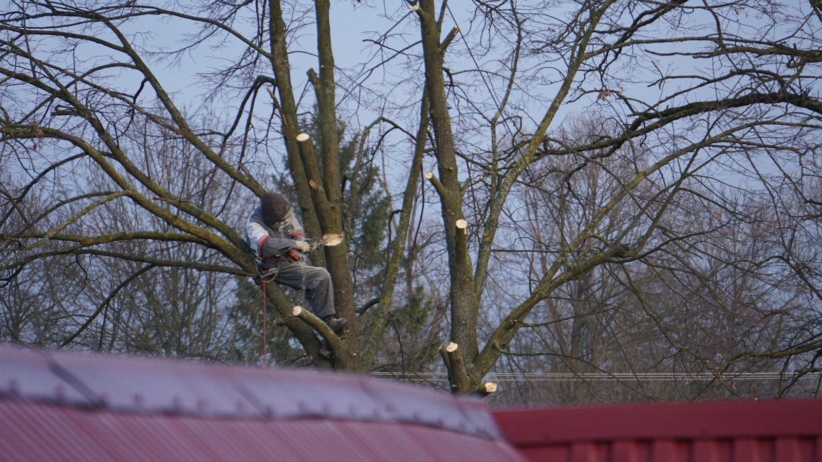 Person sitzt im entlaubten Baum und sägt Äste ab, dahinter das Dach des Nachbarhauses