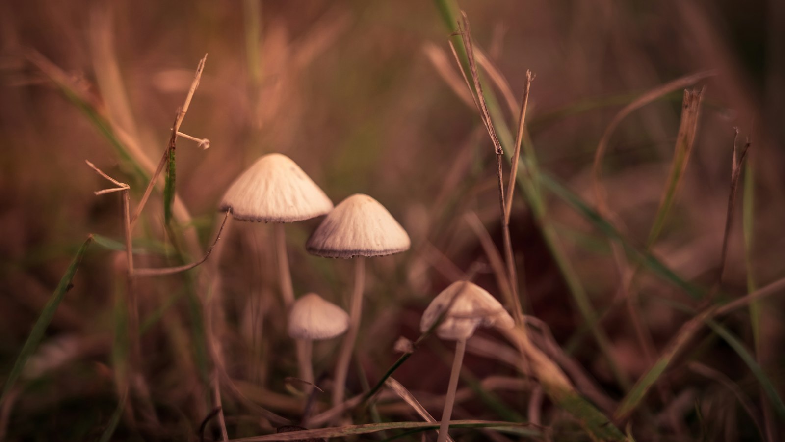 Pilze im Rasen: Was Hexenringe über den Boden verraten Natur Allianz Kleine helle Hutpilze wachsen zwischen vertrockneten Grashalmen