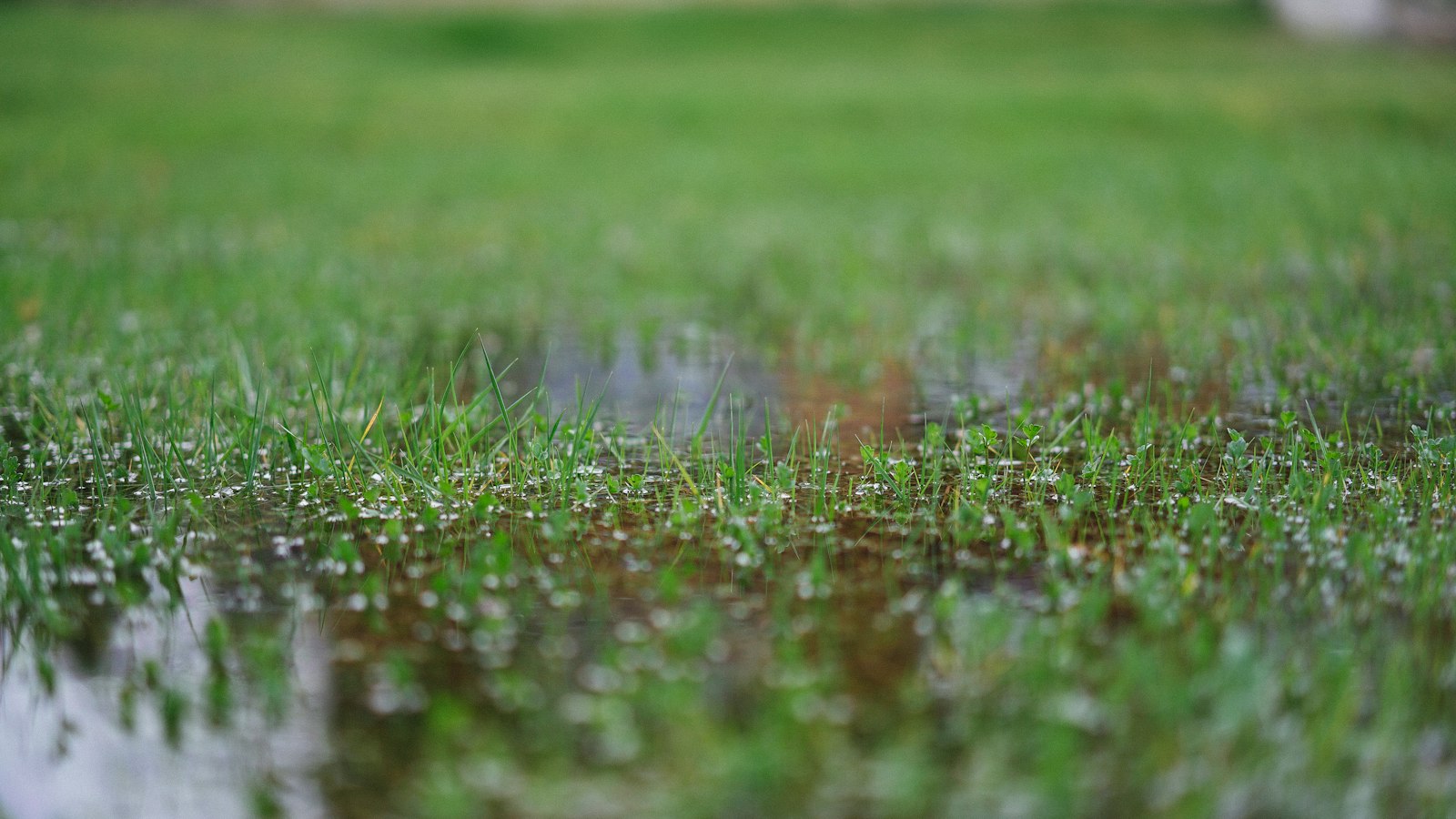 Pilze im Rasen: Was Hexenringe über den Boden verraten Natur Allianz Wasser steht nach Regen in einer Mulde einer Rasenfläche