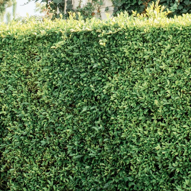 Dicht geschnittene Laubhecke mit kleinen ovalen Blättern als Sichtschutz