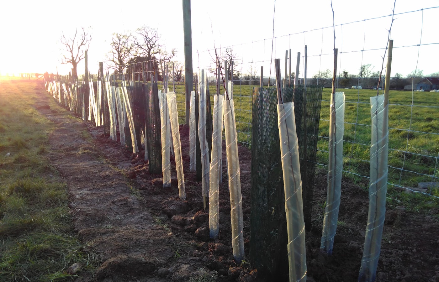 Kirschlorbeer-Alternativen: 9 heimische Sträucher für die Hecke Natur Allianz Frisch gepflanzte Heckensträucher mit Wuchshüllen entlang eines Zauns