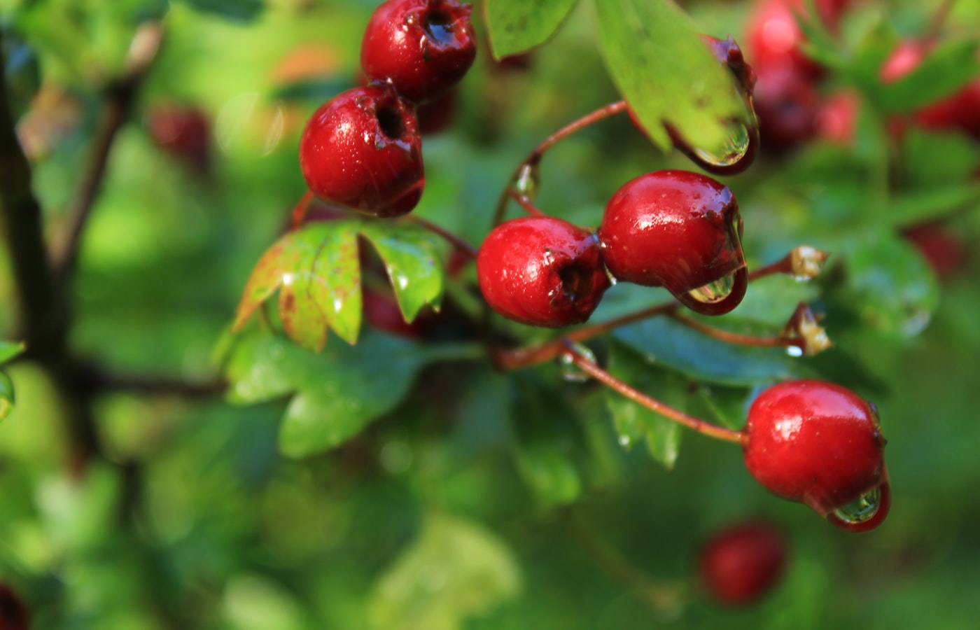Kirschlorbeer-Alternativen: 9 heimische Sträucher für die Hecke Natur Allianz Rote Weißdornfrüchte an einem Zweig nach einem Regenschauer