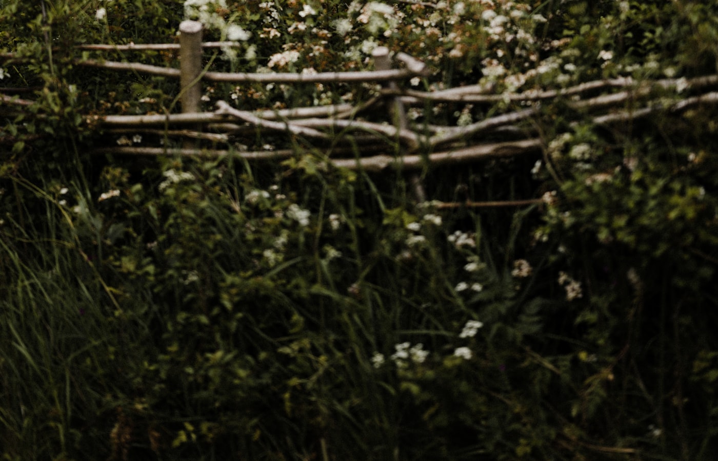 Kirschlorbeer-Alternativen: 9 heimische Sträucher für die Hecke Natur Allianz Freiwachsende Wildhecke mit weißen Blüten hinter einem Flechtzaun