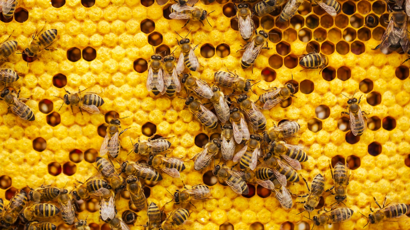 Lavendelheide: immergrün, bienenfreundlich und giftig Natur Allianz Bienen auf einer Wabe im Bienenstock