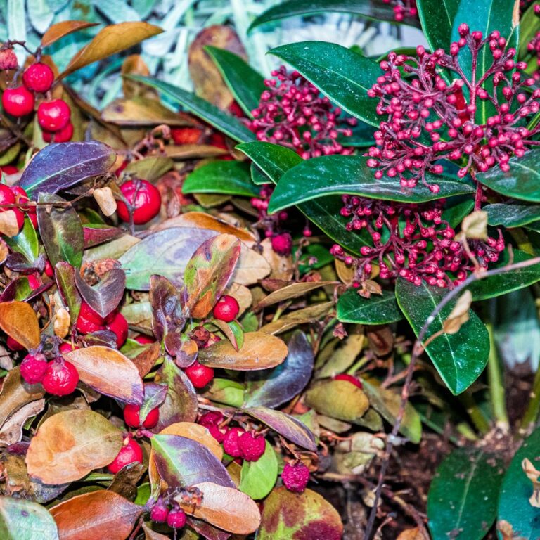Immergrüne Zweige mit dichten roten Knospenrispen, daneben rote Beeren einer Begleitpflanze