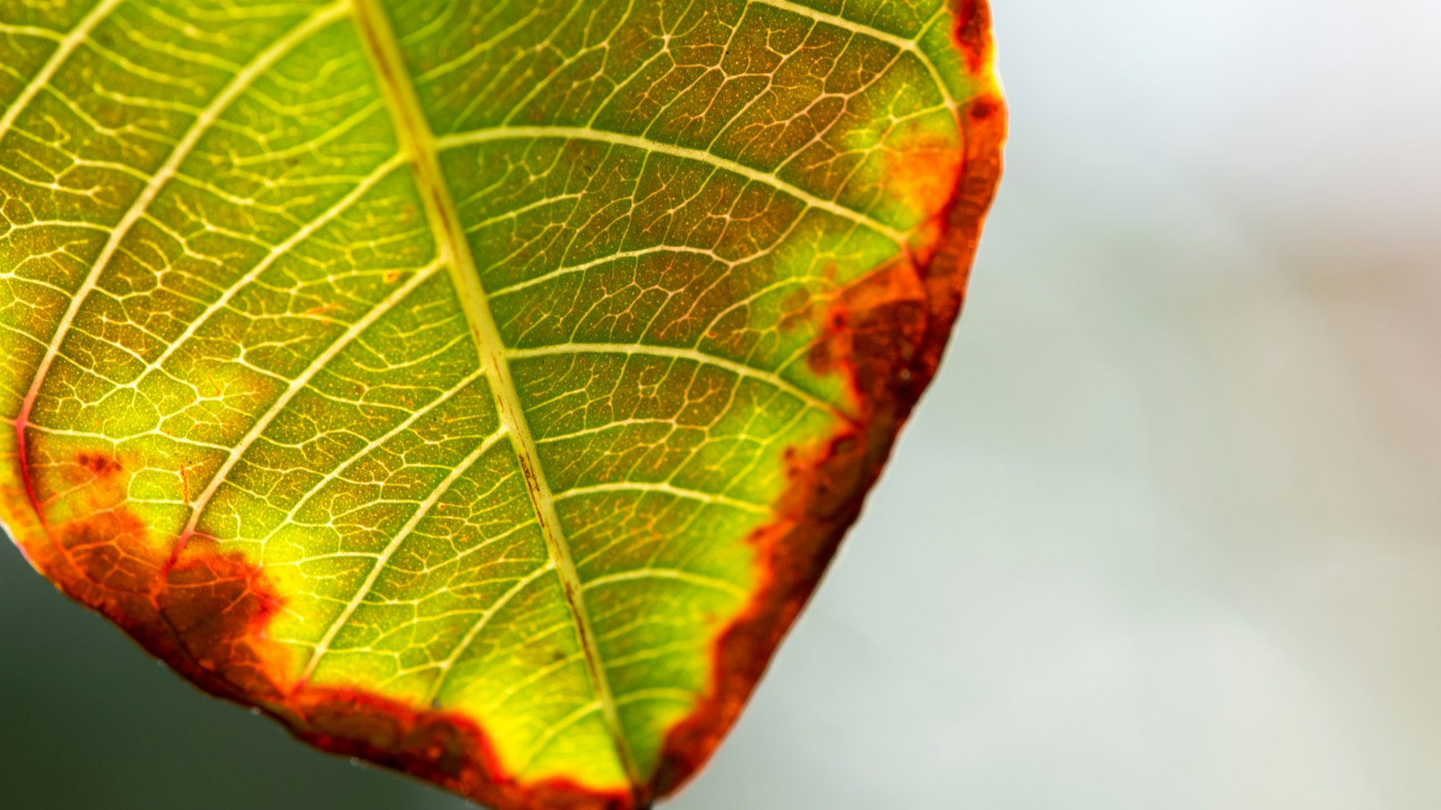 Blatt mit vertrockneten braunen Rändern und ausgeblichener Blattfläche