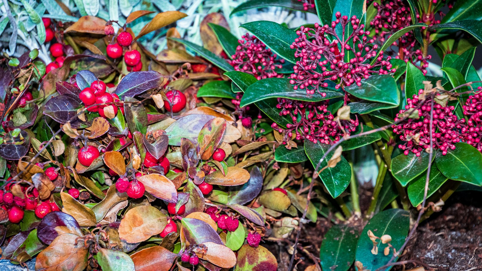 Immergrüne Zweige mit dichten roten Knospenrispen, daneben rote Beeren einer Begleitpflanze