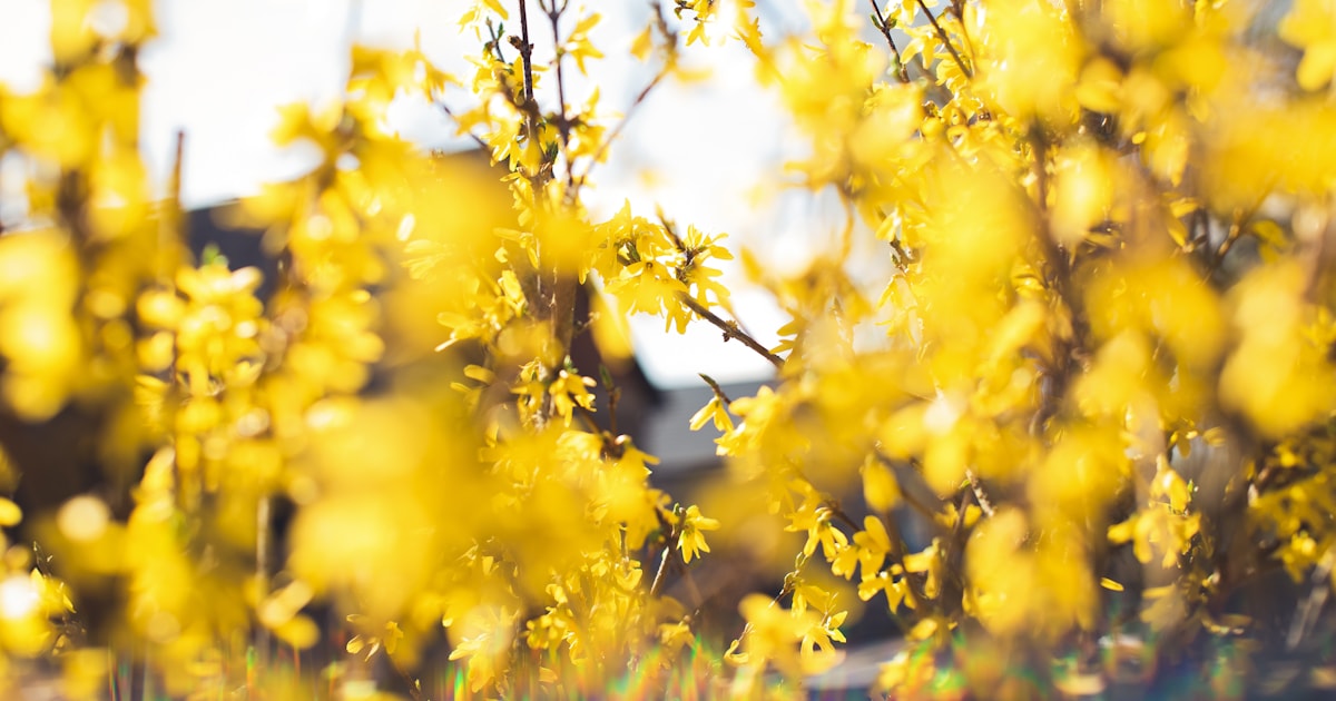 6 Sträucher, die du jetzt nicht schneiden solltest Natur Allianz Leuchtend gelbe Forsythienblüten an unbelaubten Zweigen