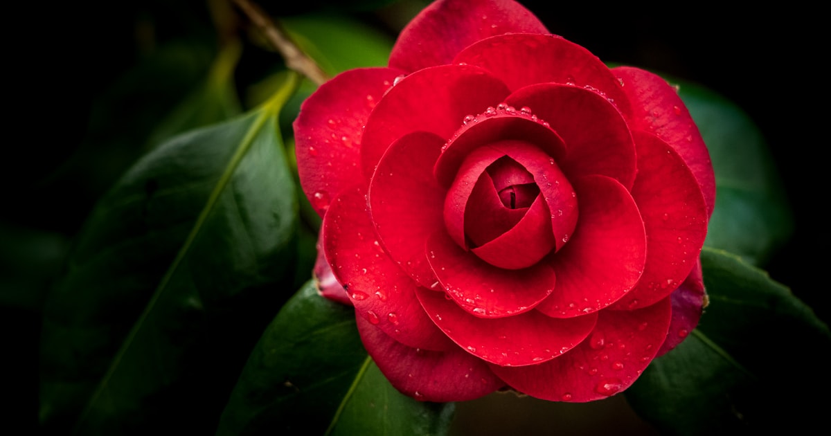 6 Sträucher, die du jetzt nicht schneiden solltest Natur Allianz Rote Kamelienblüte mit Wassertropfen zwischen glänzenden Blättern