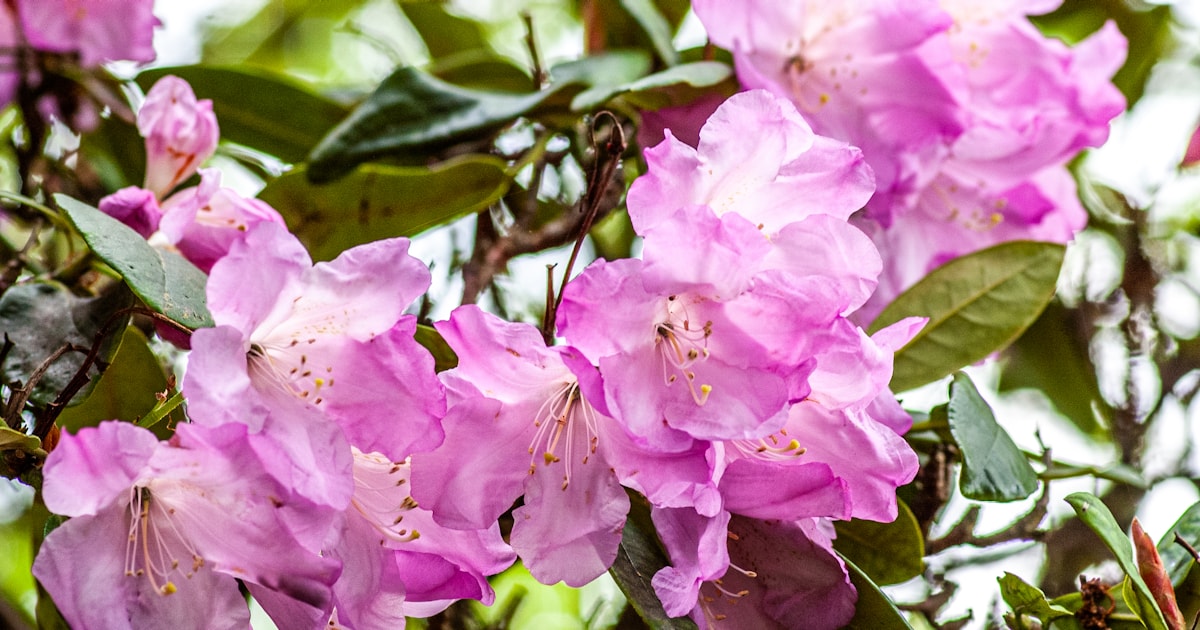 6 Sträucher, die du jetzt nicht schneiden solltest Natur Allianz Rosa Rhododendronblüten zwischen ledrigen dunkelgrünen Blättern