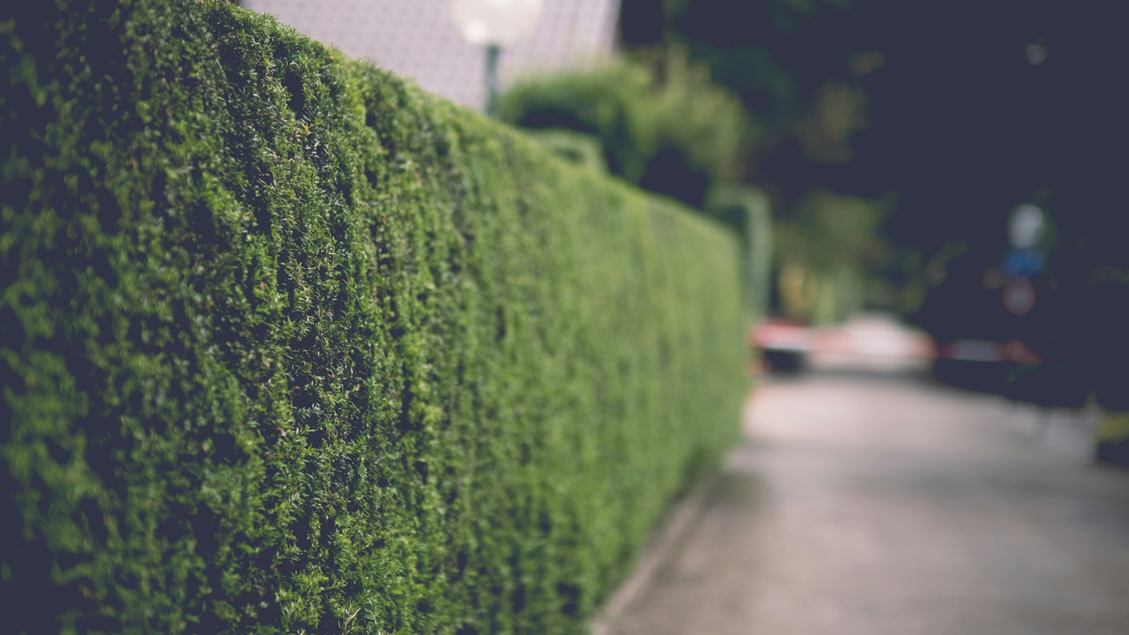 Nahaufnahme einer dicht geschnittenen grünen Hecke entlang eines Gehwegs