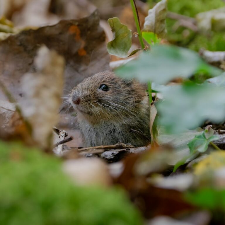 Eine kleine Wühlmaus schaut zwischen Herbstlaub und grünen Blättern hervor