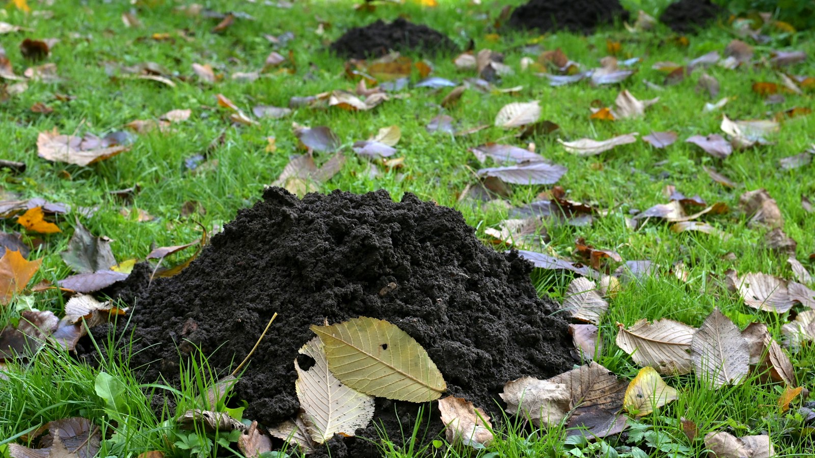 Hohe, gleichmäßig geformte Maulwurfshügel auf einer Rasenfläche zwischen Herbstlaub